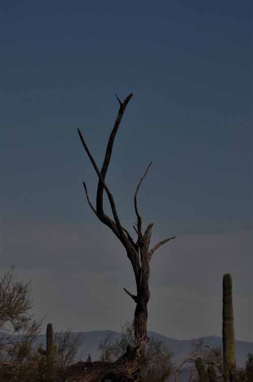 tree